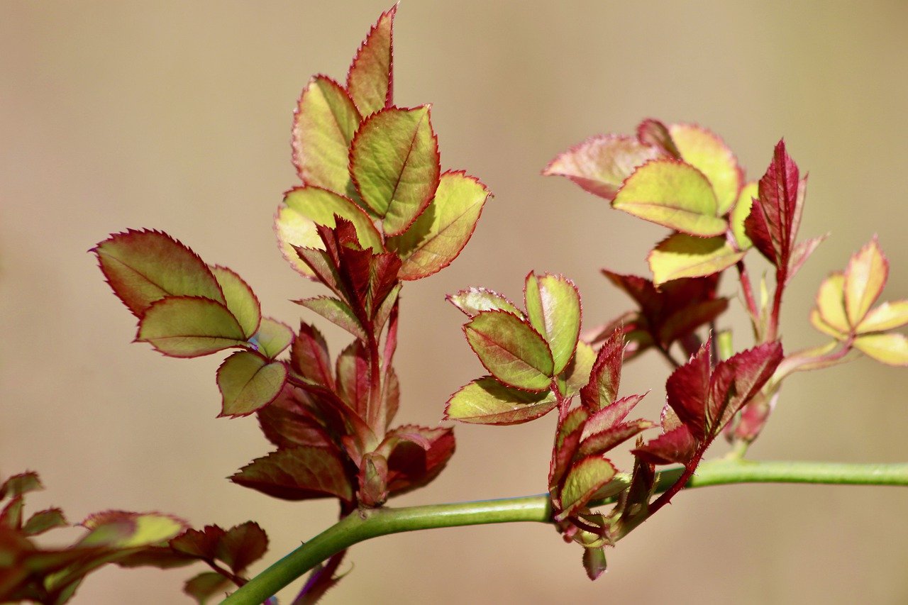rose petals, shoots, rose shoots-7833740.jpg