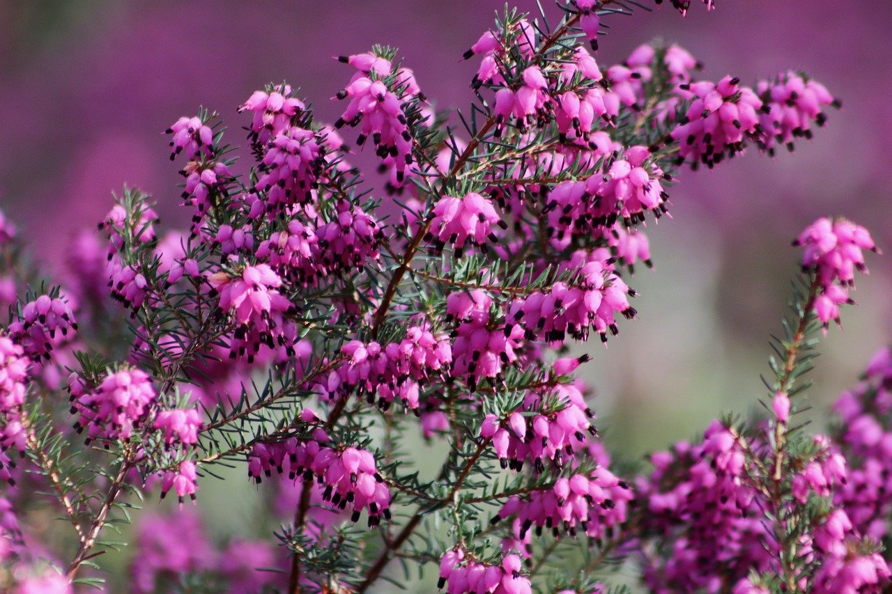 snow heath, spring heath, erika-7829332.jpg